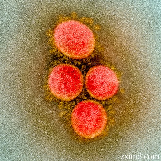 显微镜下的新型冠状病毒图片